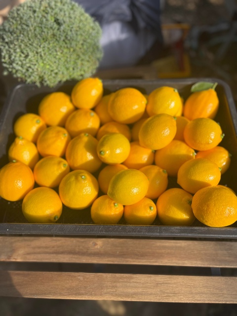 写真：収穫された黄金レモン