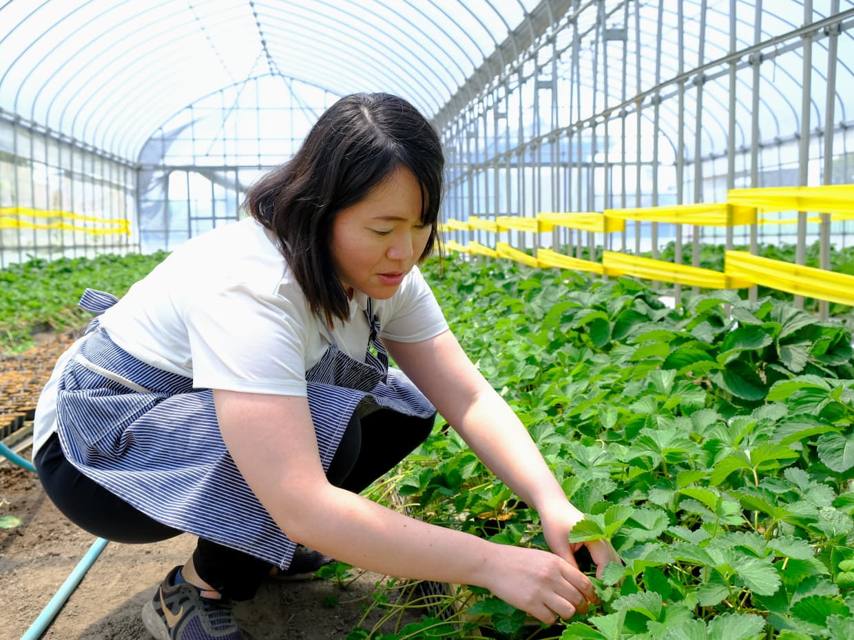 写真：イチゴの苗を手入れしている様子：ファンファームなとり佐々木綾子さん