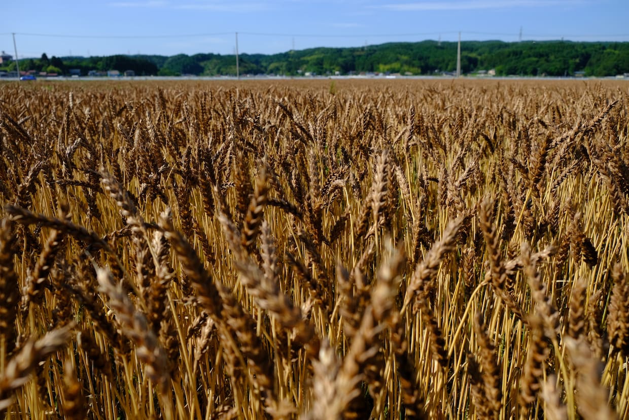写真：綺麗に色づいた一面の麦畑。濃い茶色をした麦「夏黄金」